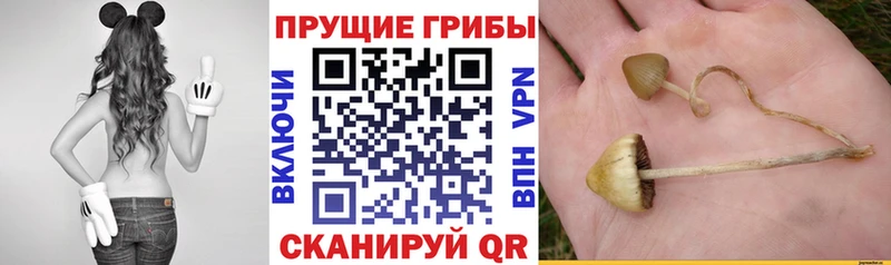 shop клад  Красновишерск  Псилоцибиновые грибы MAGIC MUSHROOMS  МЕГА зеркало 